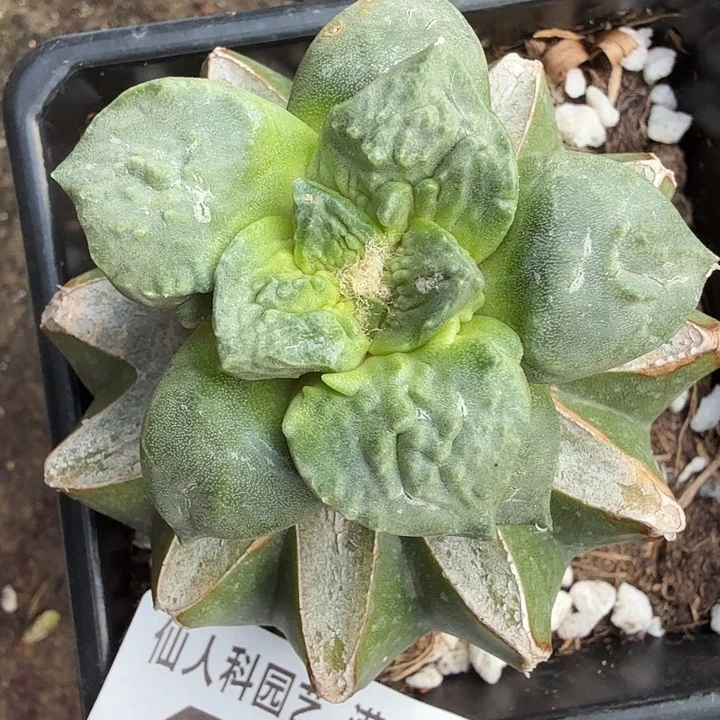 无花朵432白肌很怒牡丹