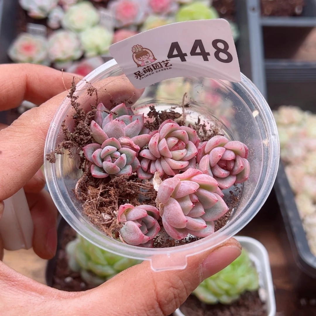 兔*多肉植物多肉植物