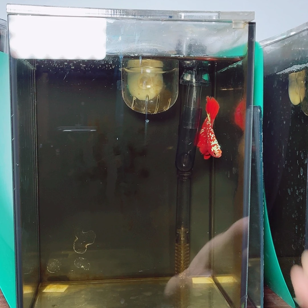 斗鱼彩金半月公鱼