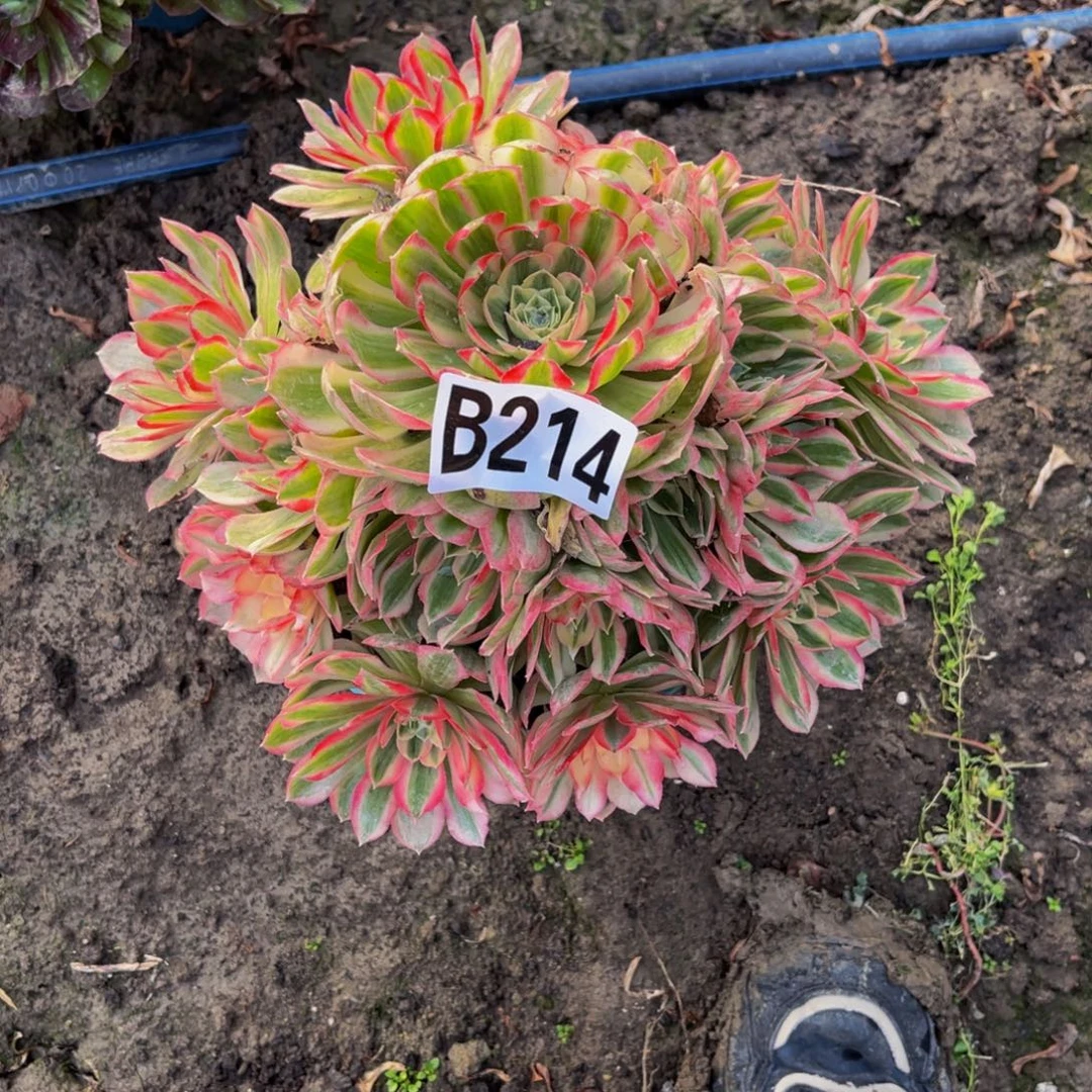 孔雀翎法师26–/—11包邮