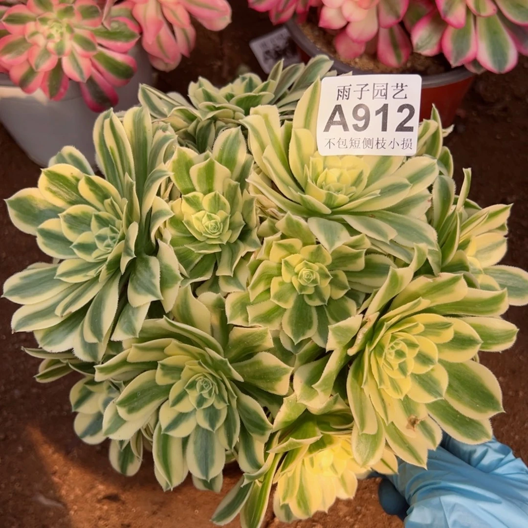 912迈巴赫尺寸22左右