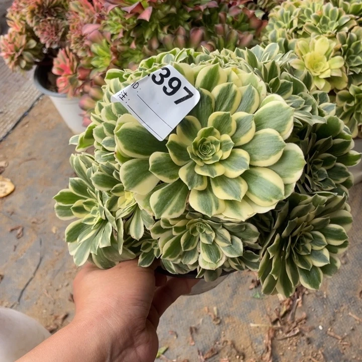 多肉迈巴赫法师397