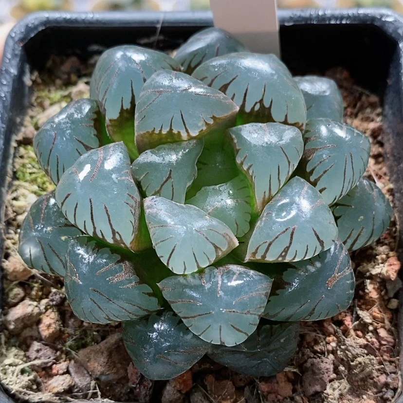 【闪购商品】164孔明灯母本