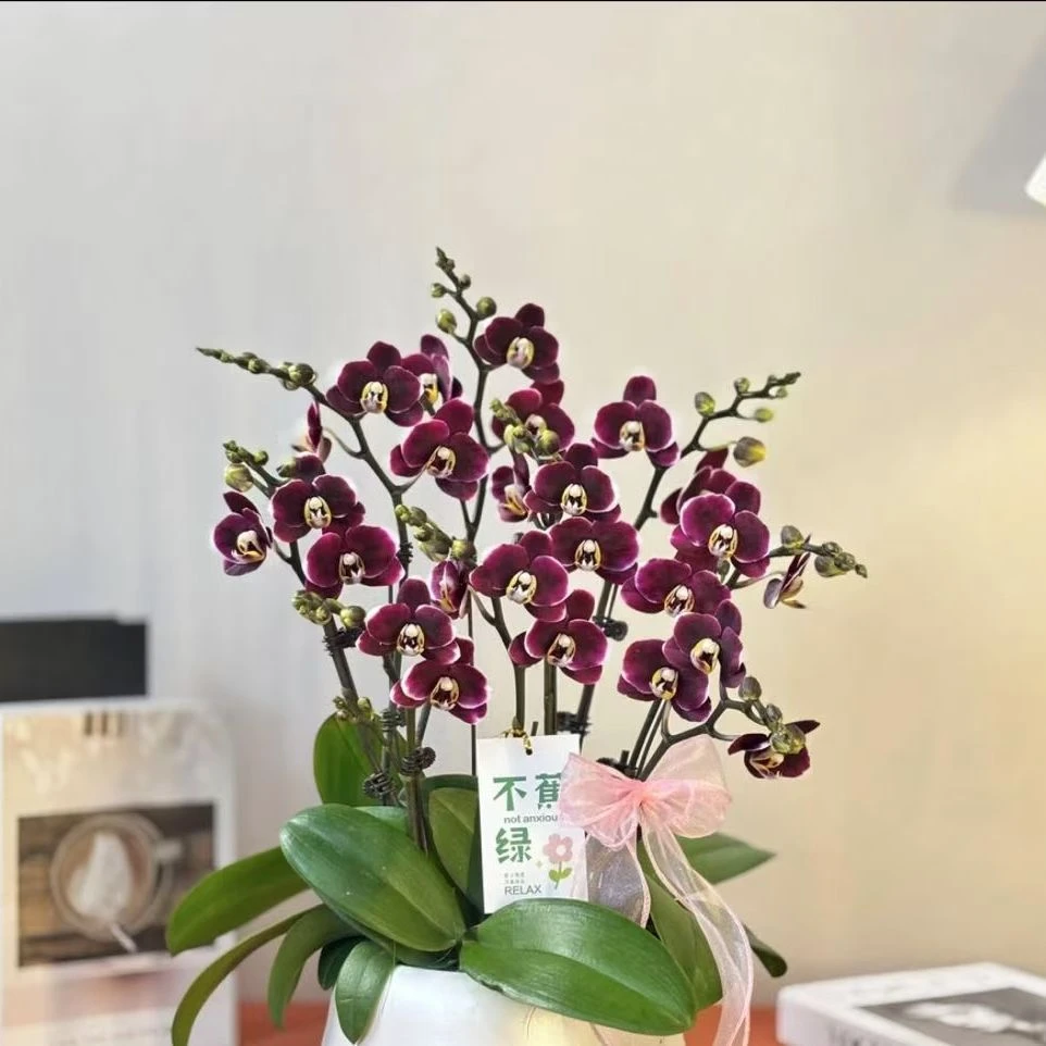 精品蝴蝶兰【巧克力】