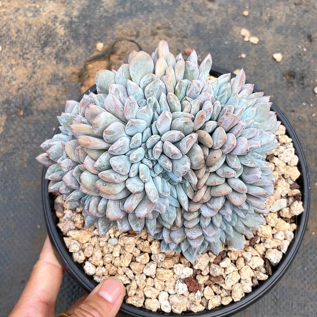 紫皮石榴子缀多肉植物多肉植物