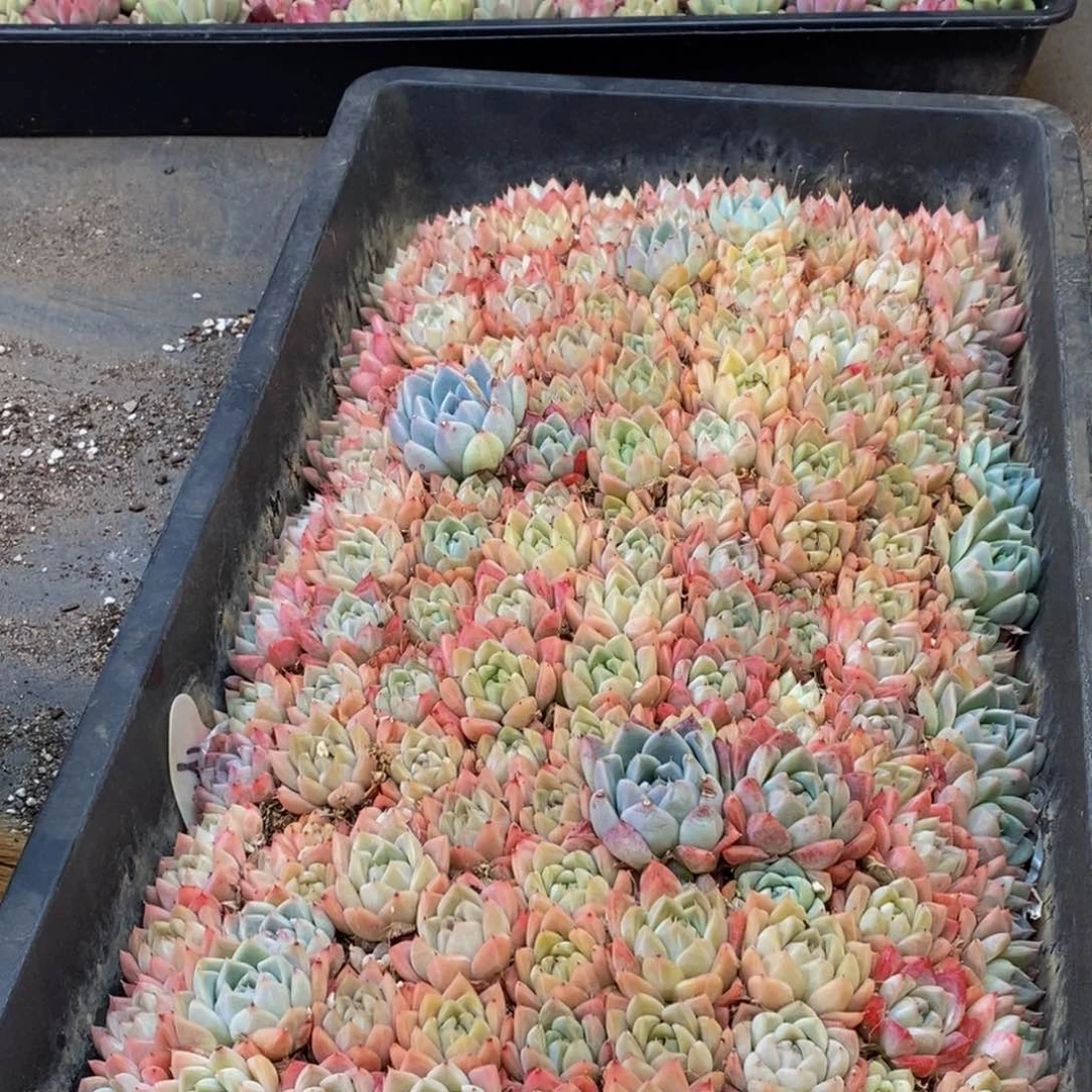 133多肉植物保护研究所所长助理