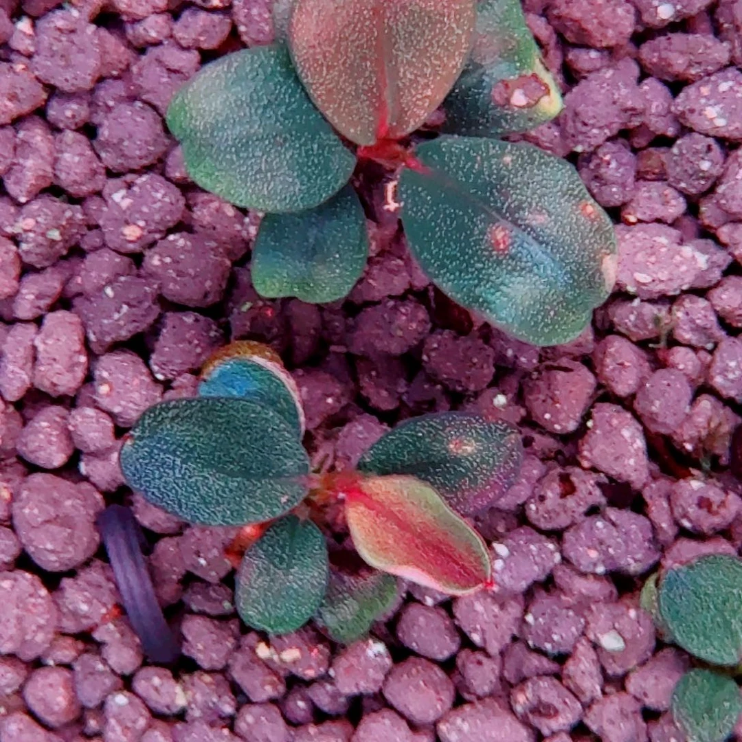 无花朵福利克莱因蓝福利价植物价一头