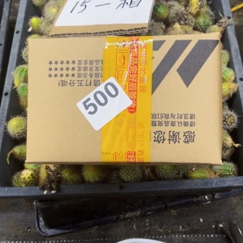 500彩草测一物一图如图