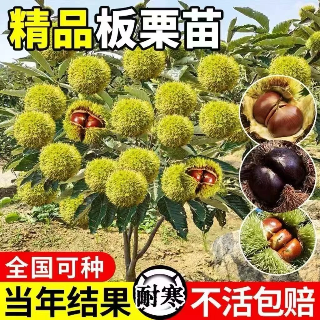 嫁接大红袍板栗油板栗树苗南北方种植盆栽地栽当年结果果树果苗