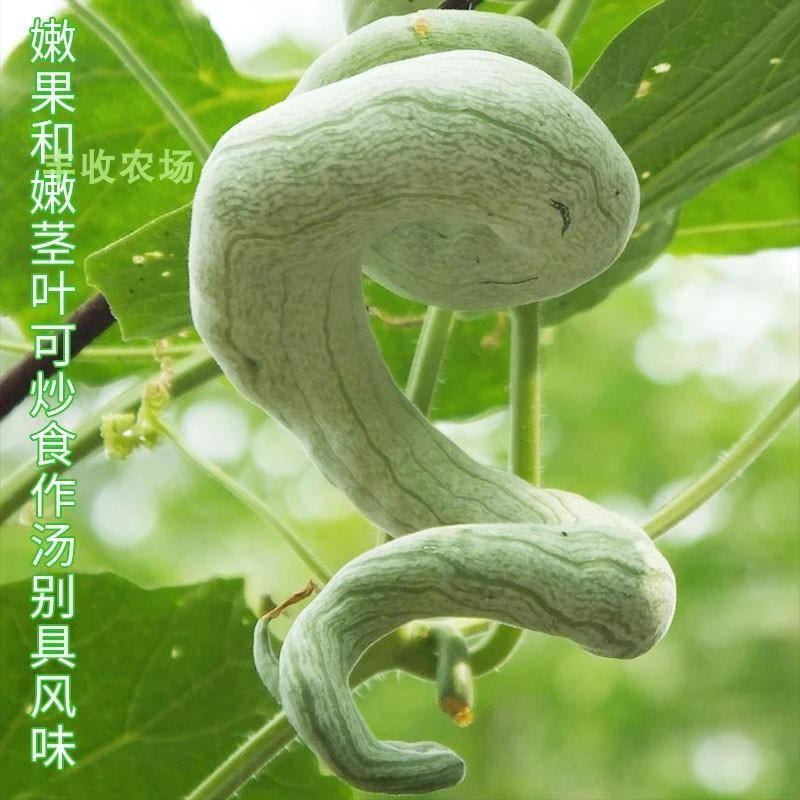 /2025蛇瓜种籽种子苗四季长蔬菜孑特大超长巨型丝瓜特长南方蛇豆