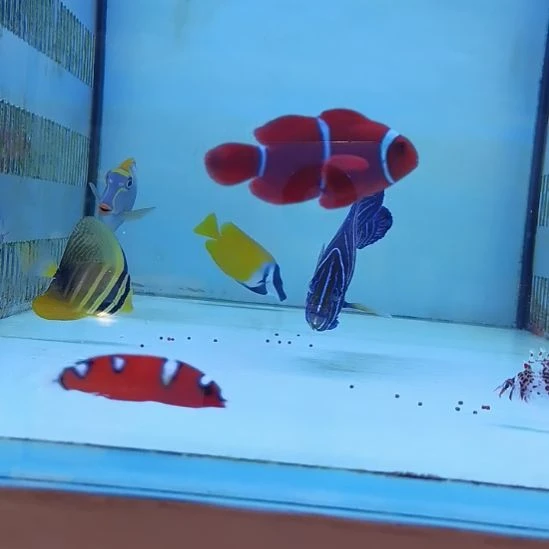 蓝纹一条海水鱼那片海