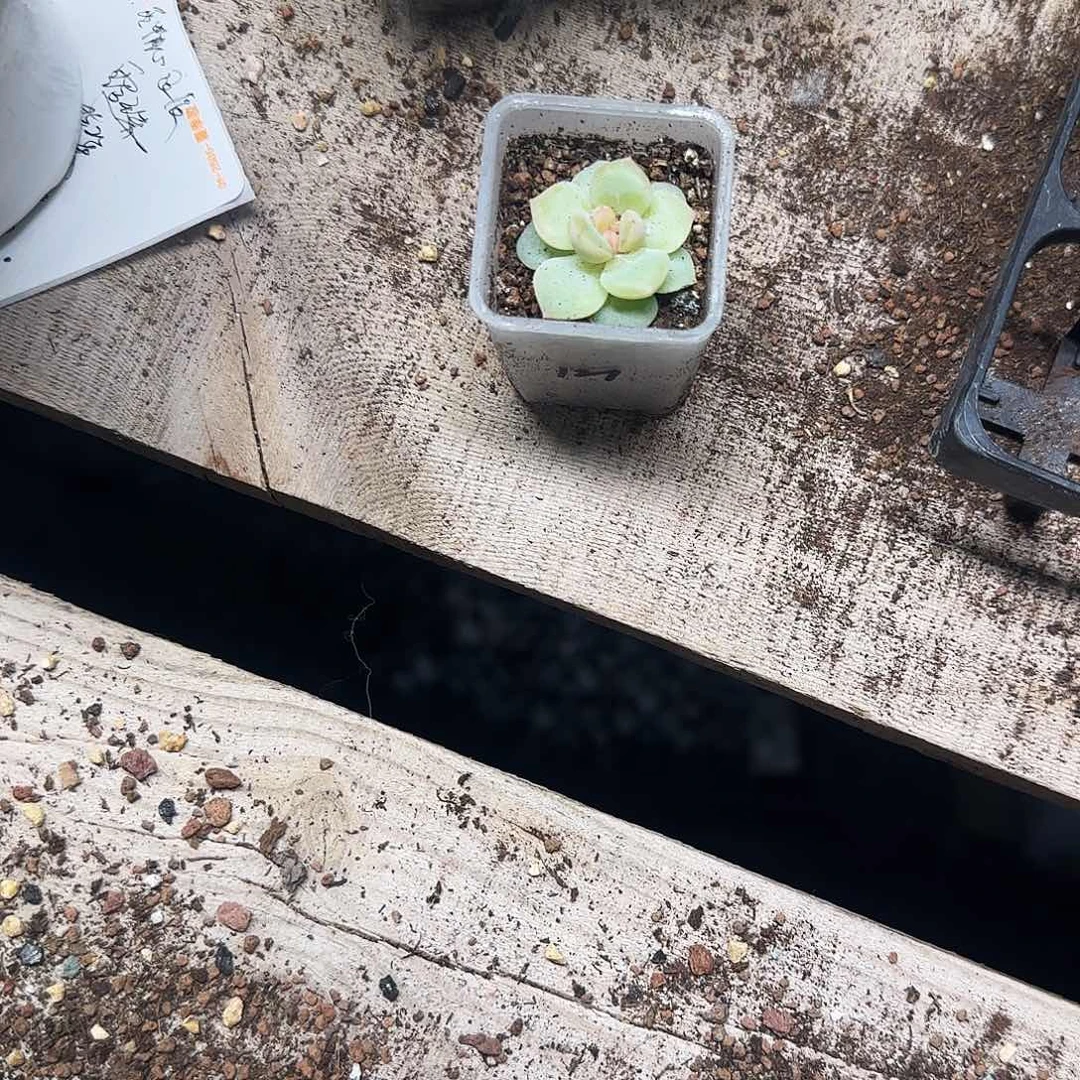 泡泡纱裙中盆一个满25包邮