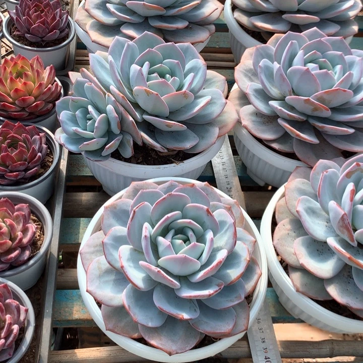 超大母本奶茶19.99多肉植物