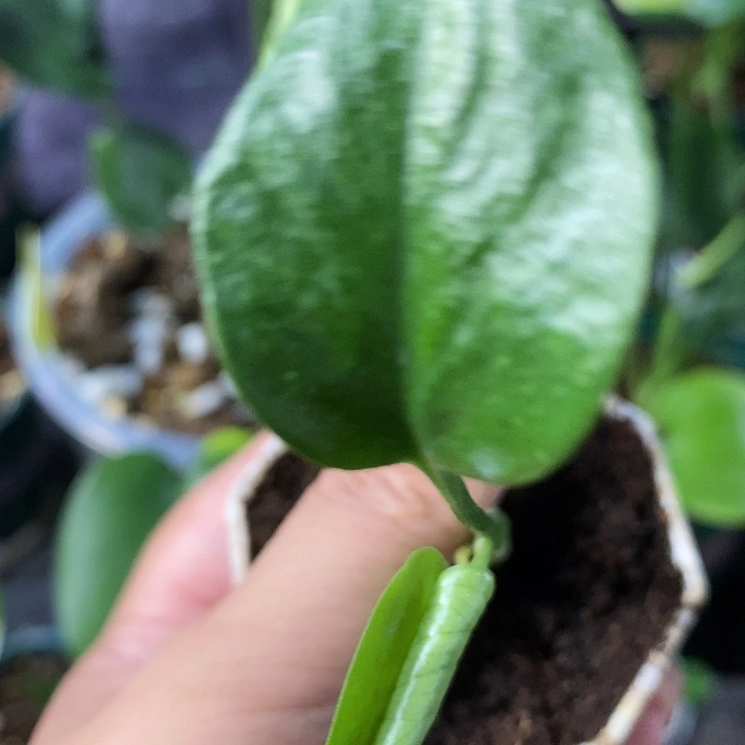 刘***3完全开放种子苗龟背竹