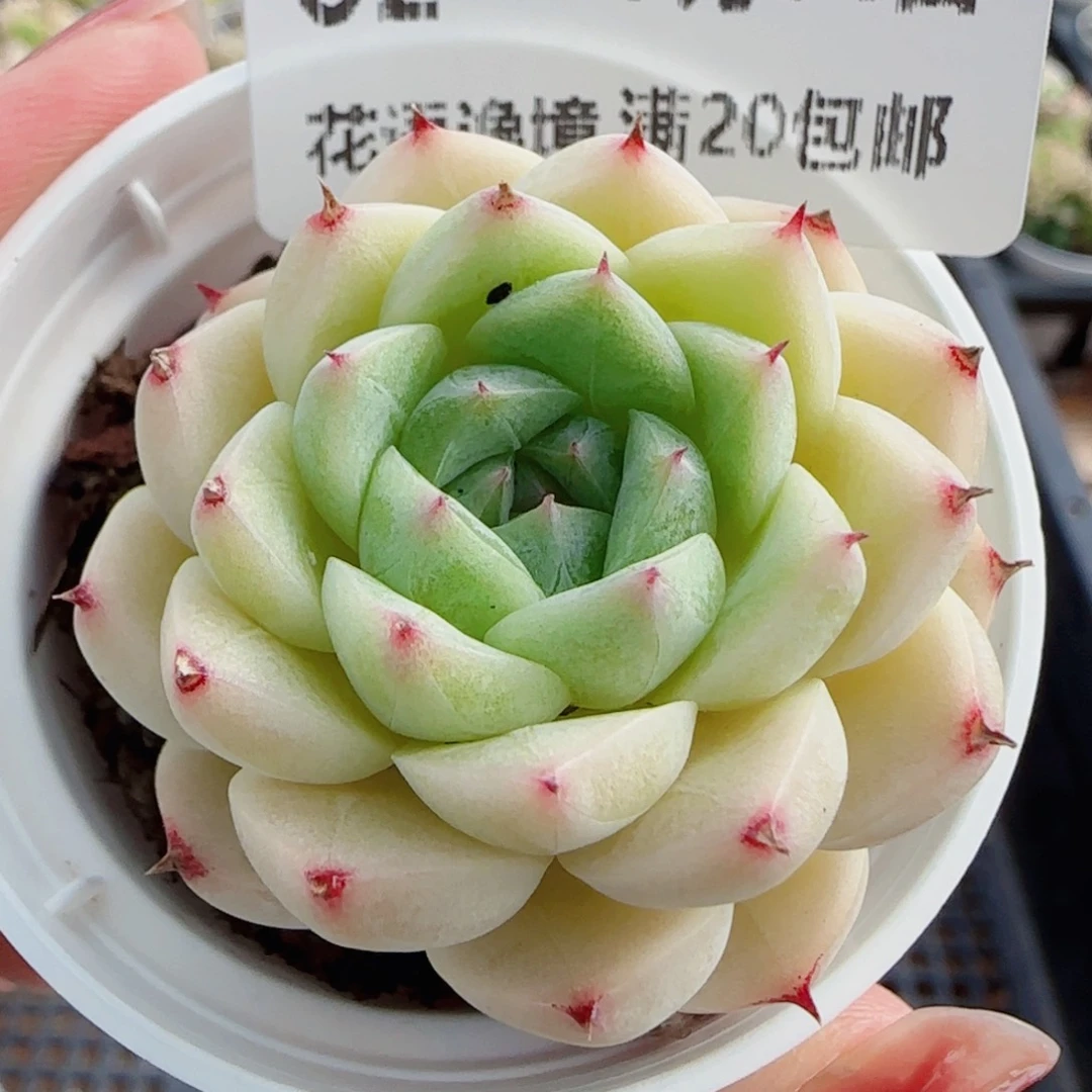 花语逸镜0704-02开播福利