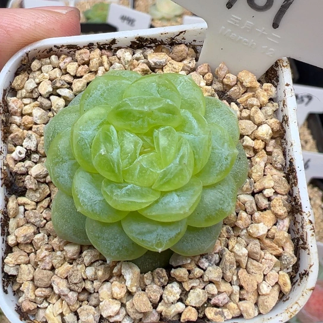 401号白冰 晗雨多肉