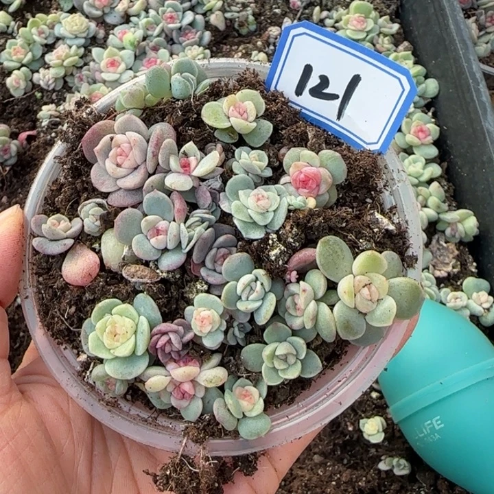 尘***c121绝绝子珍妮一盘