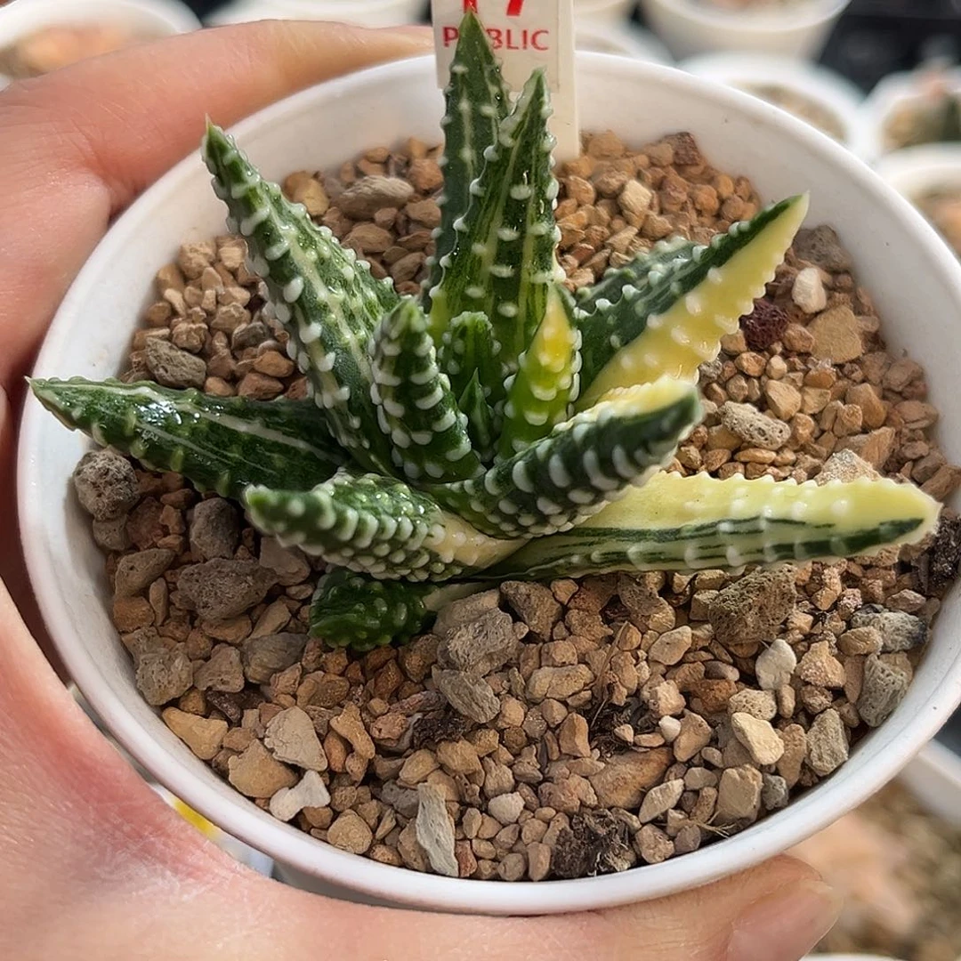 17硬叶泪珠一物一图