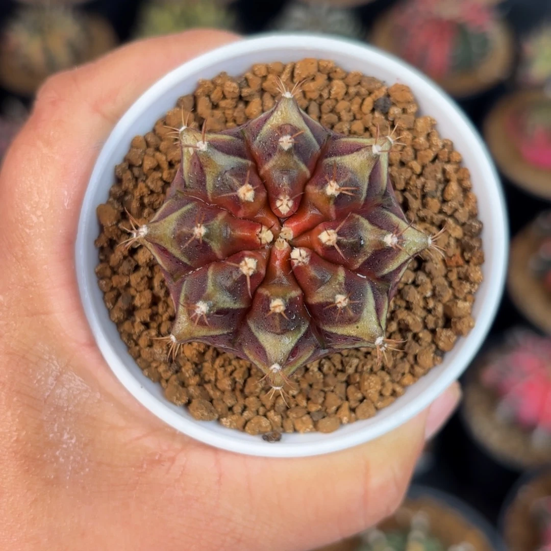 泰系米哈仙人球9号