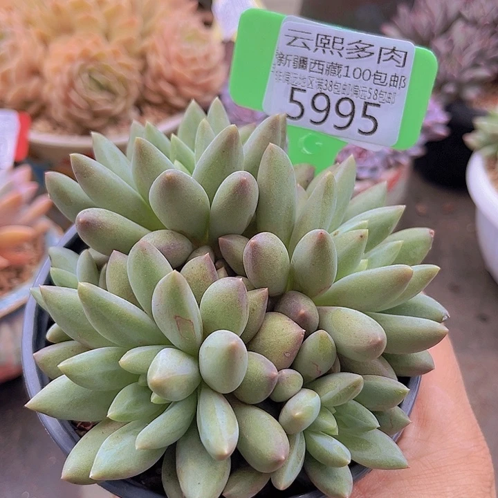 5995红蜻蜓。黄体。 无砍