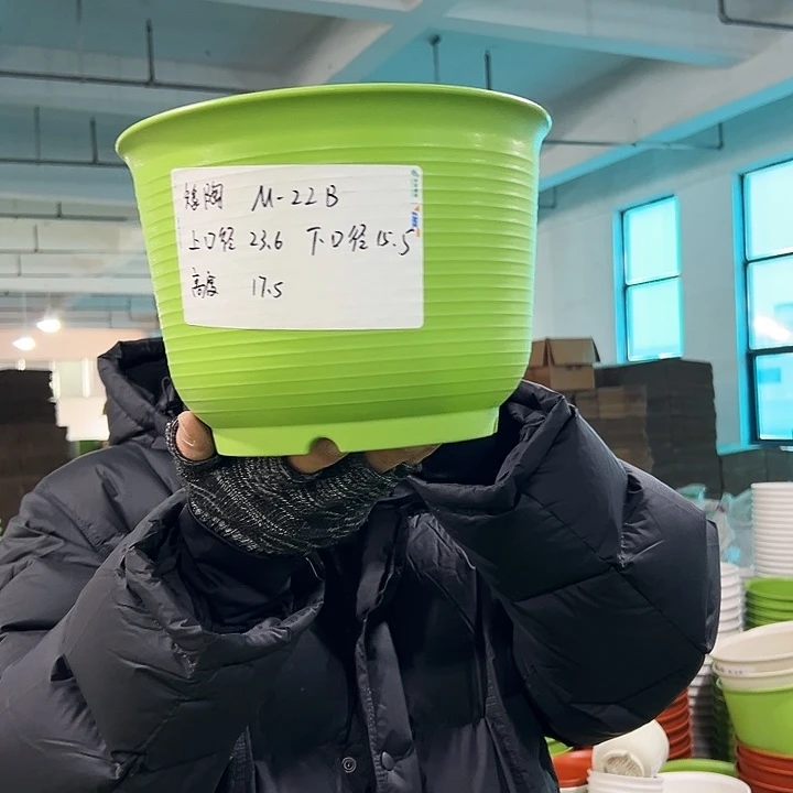 正品矮陶口23.6高17果绿无托6只