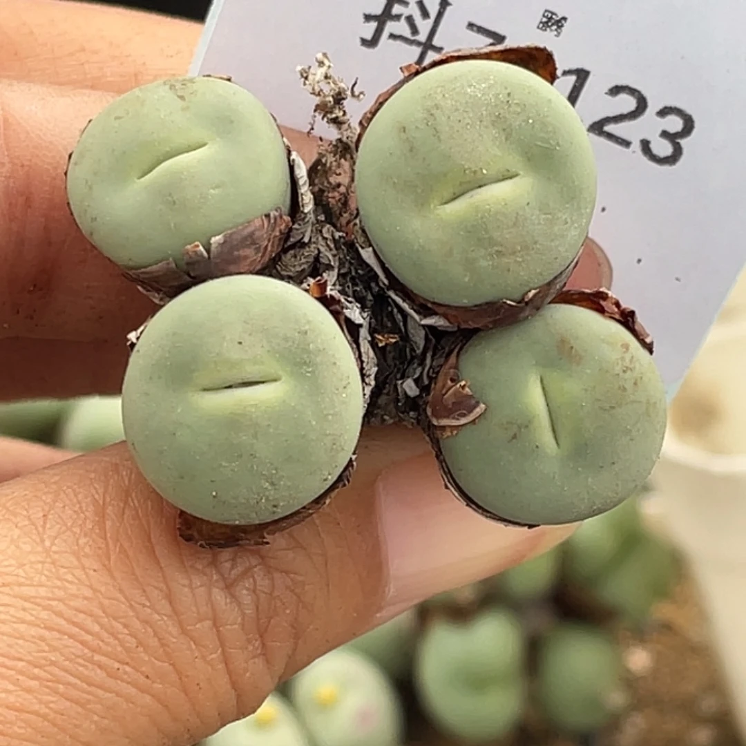 7-123嘴多肉植物肉锥