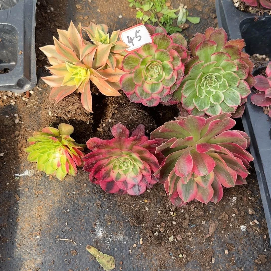 6颗小苗多肉植物0045