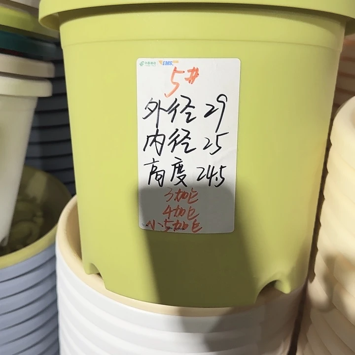 四季5号果绿无托5个