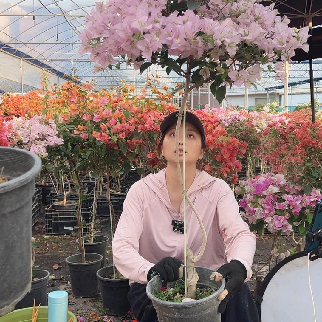 茉***莉大部分花苞少量开放H47丽娜