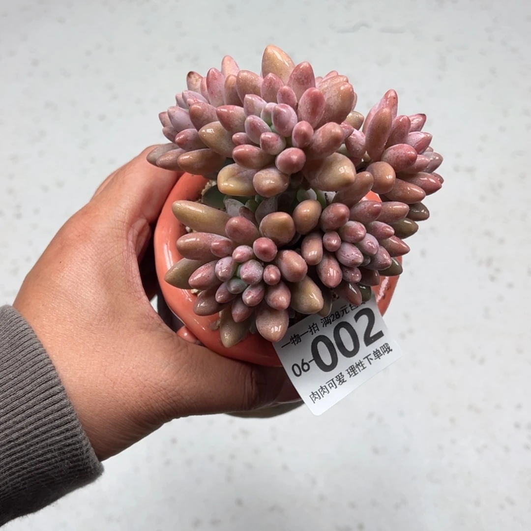 星黛露整群多肉多肉