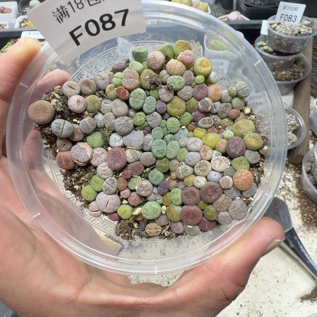 F087。彩色生石花