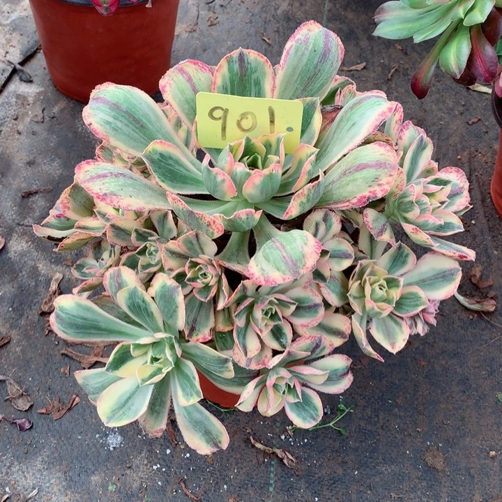 901青花瓷多肉111111