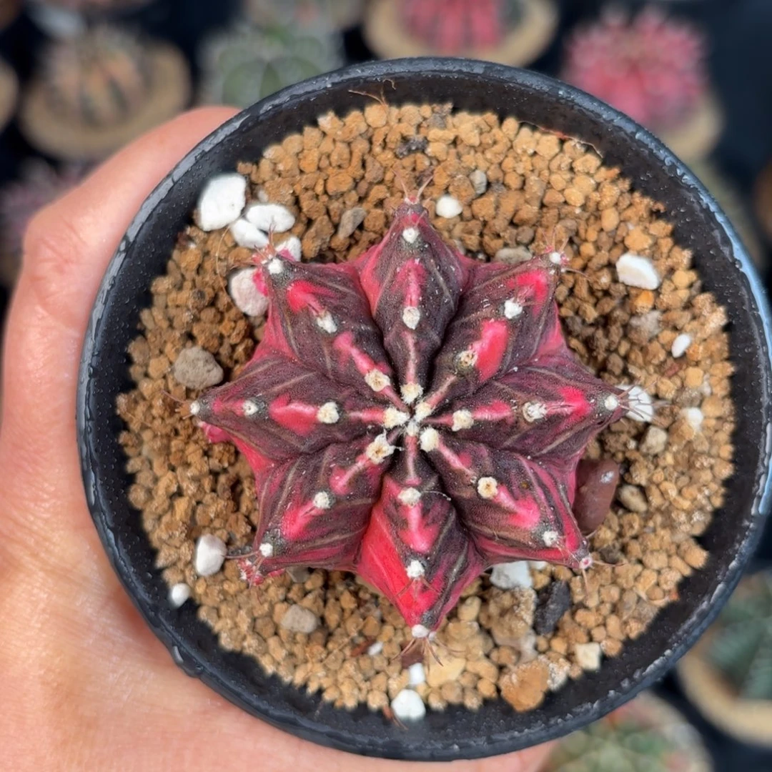 泰系米哈水裂福利6号