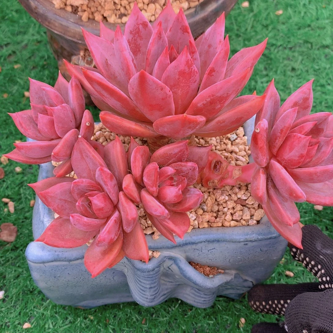 红糖卡15 公分一物一拍