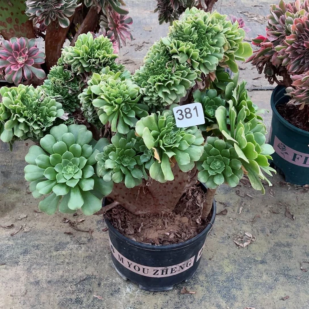 伊**装多肉植物缀381