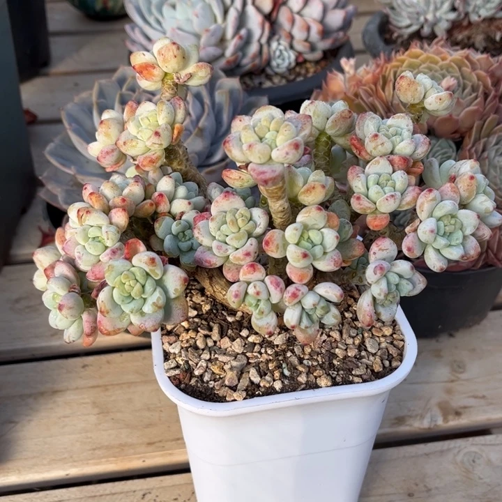 香香劳尔多肉植物8162