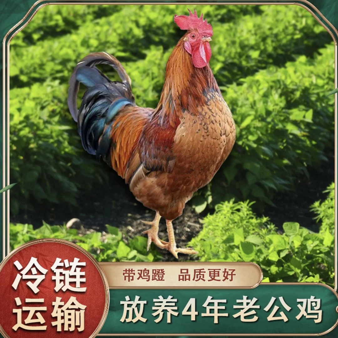 农家放养4年老公鸡新鲜现杀脚蹬1只净重4-4.5斤毛重6斤左右带心肺