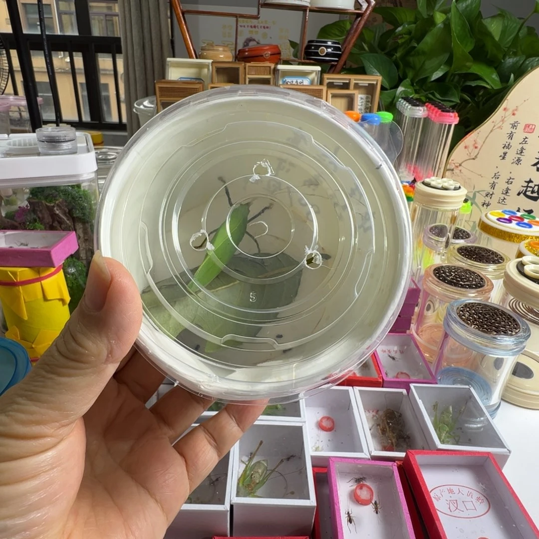 蟋蟀一只长须海南素背