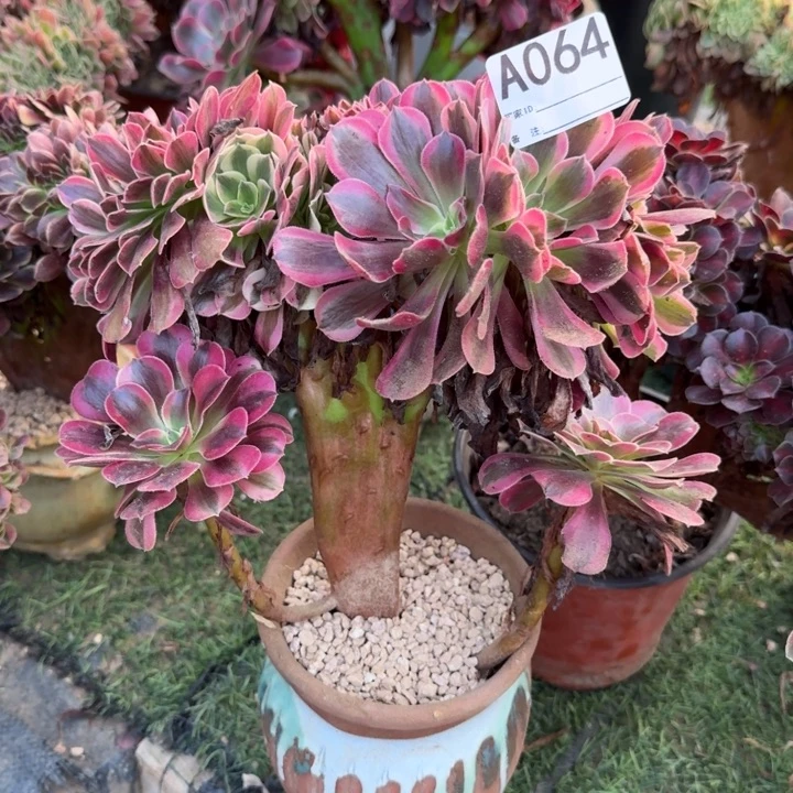 美杜莎法师锦缀化064