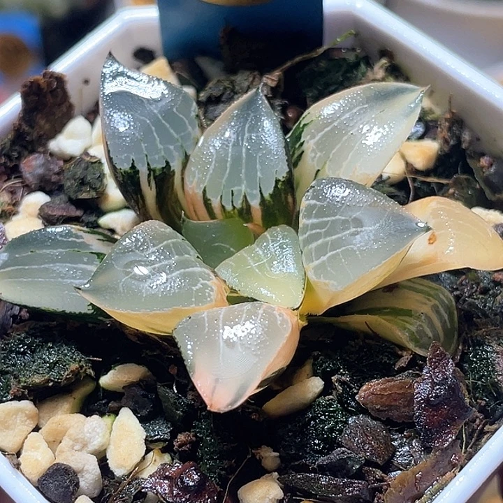 659花影锦特选福利