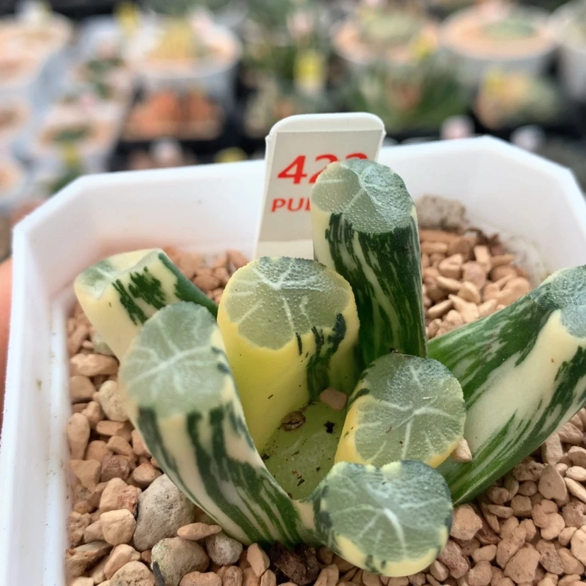 【闪购商品】422白妙万象