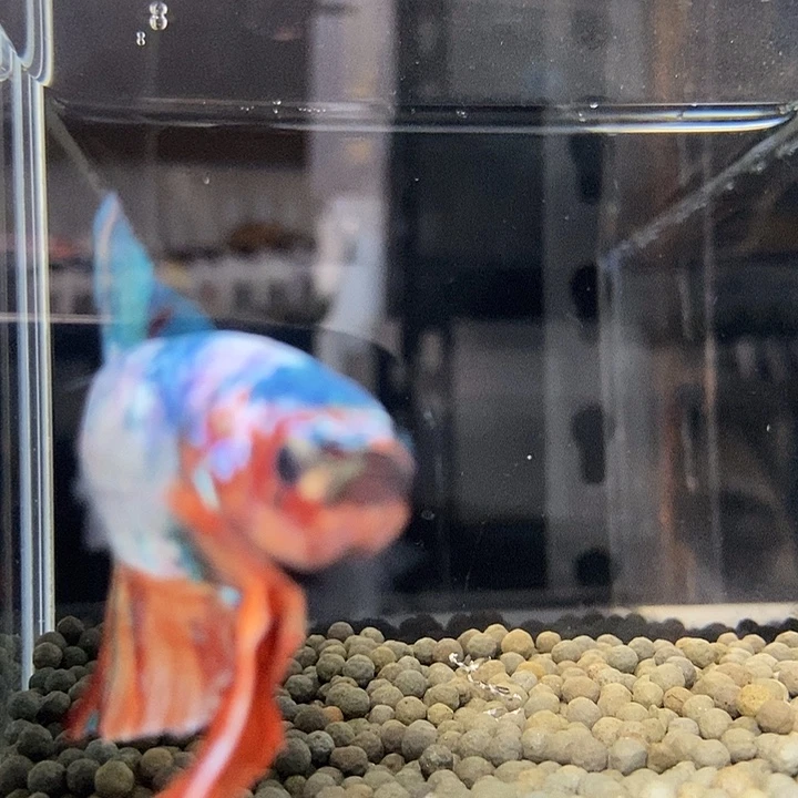 斗鱼黑70号巨斗将军