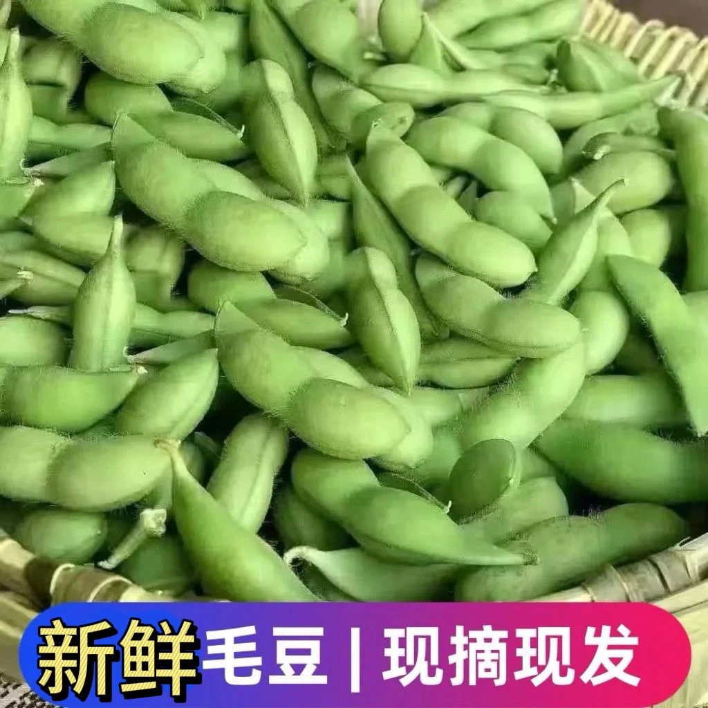〔发顺丰〕新鲜毛豆带壳鲜毛豆农家自种现摘青毛豆