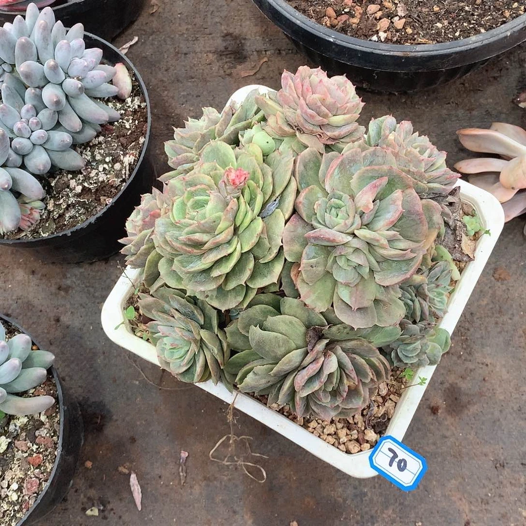 70昂斯诺  一物一拍多肉