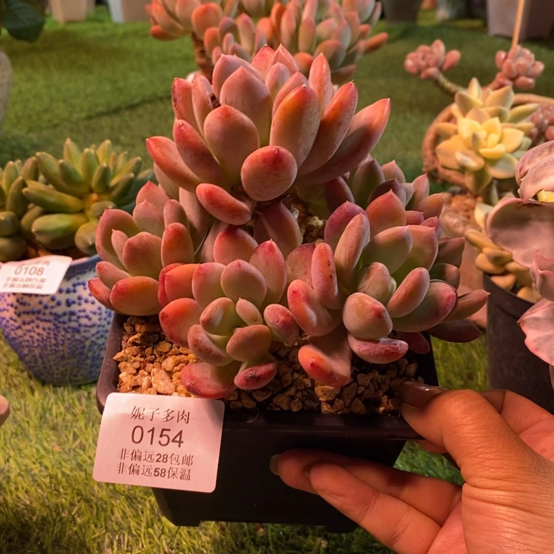 ✨****✨0154灰姑娘assasasa