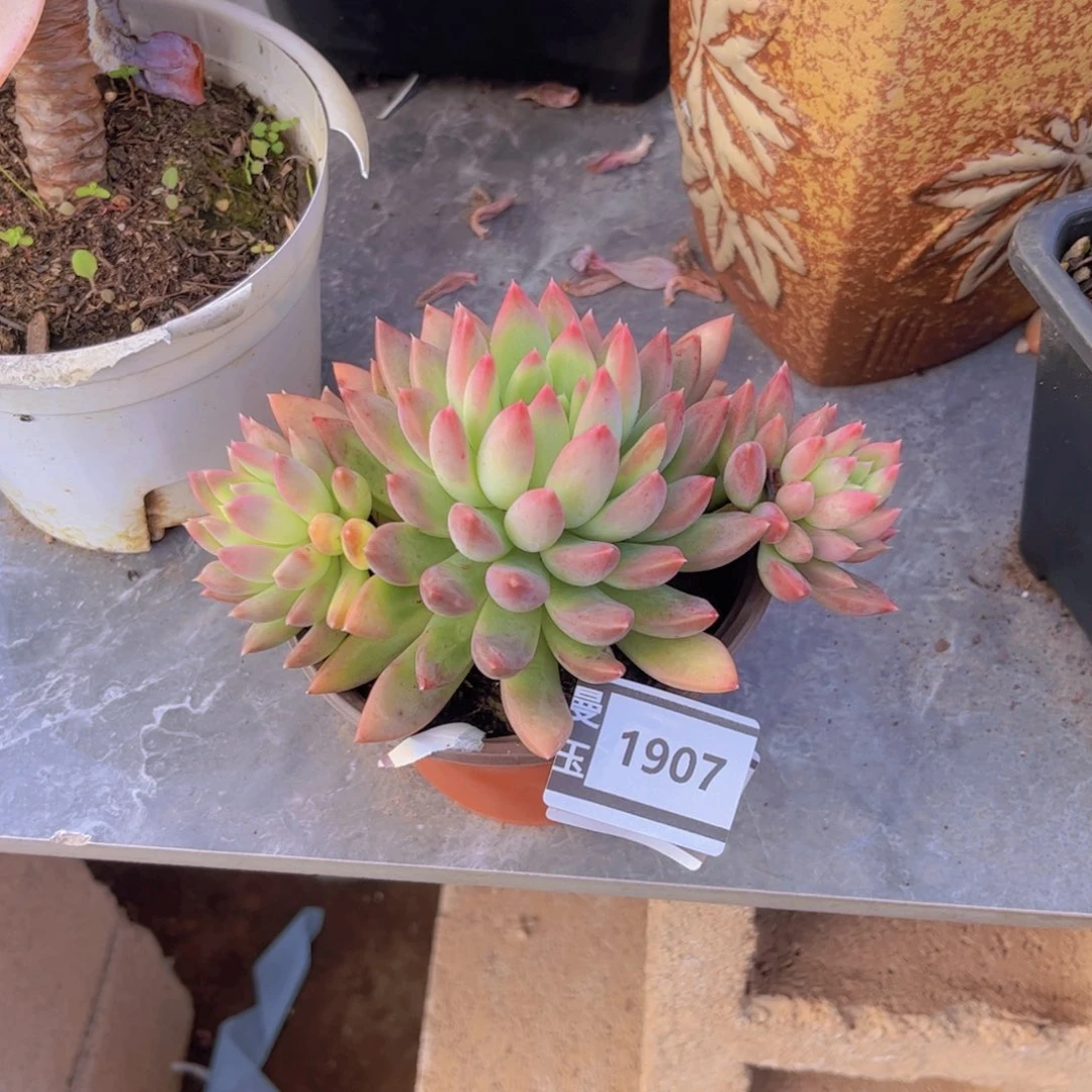 冰心公主多肉植物1907