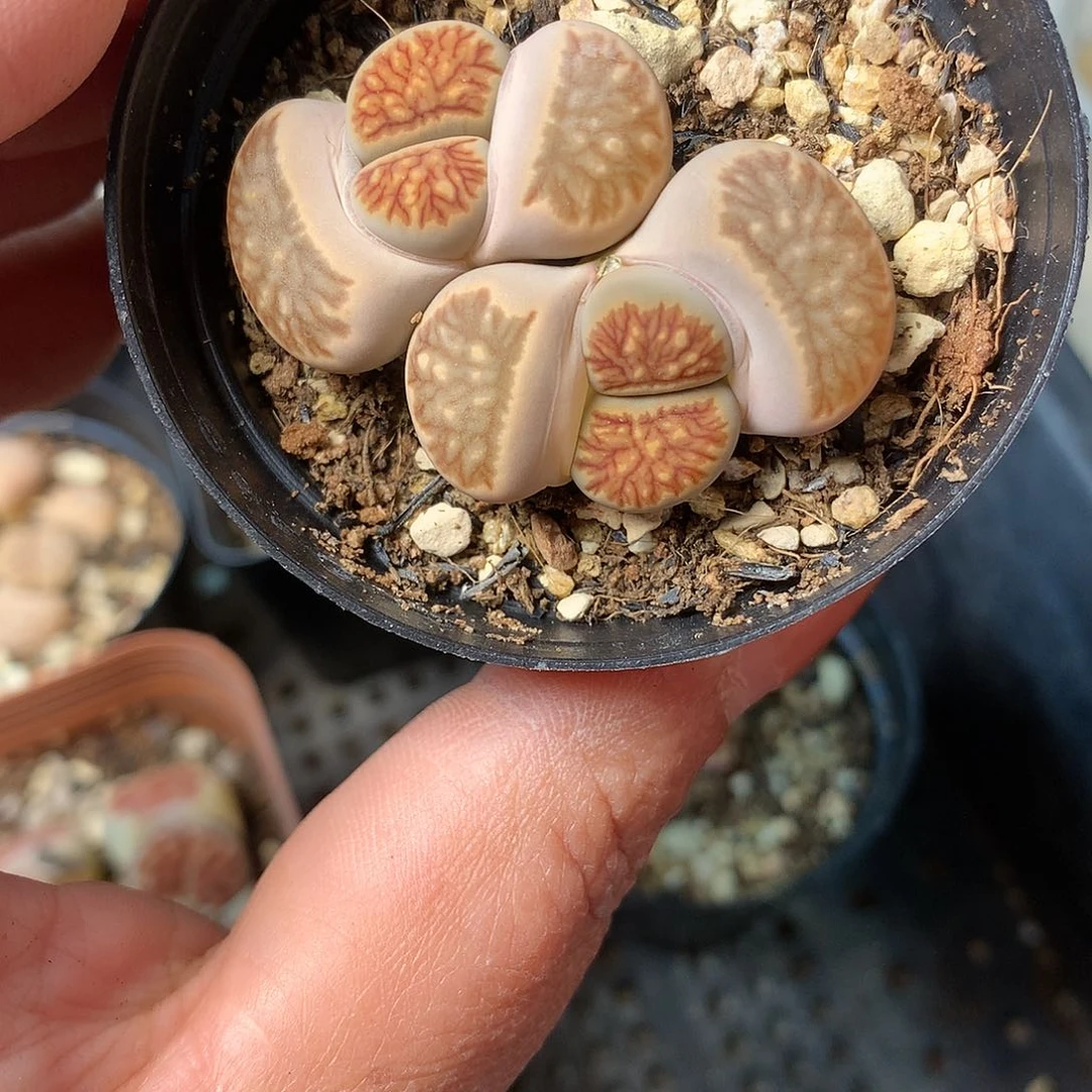 E398多肉植物保护研究所