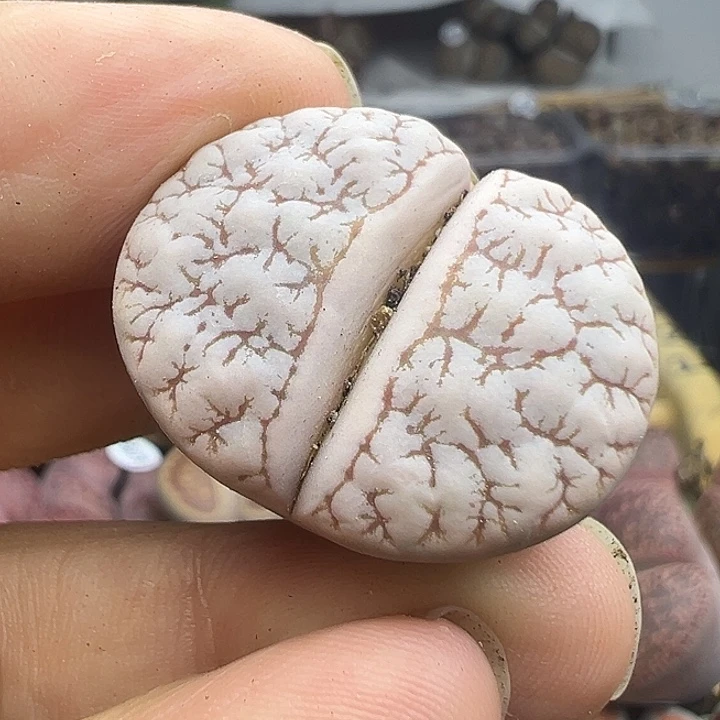 5316下播福利111111111