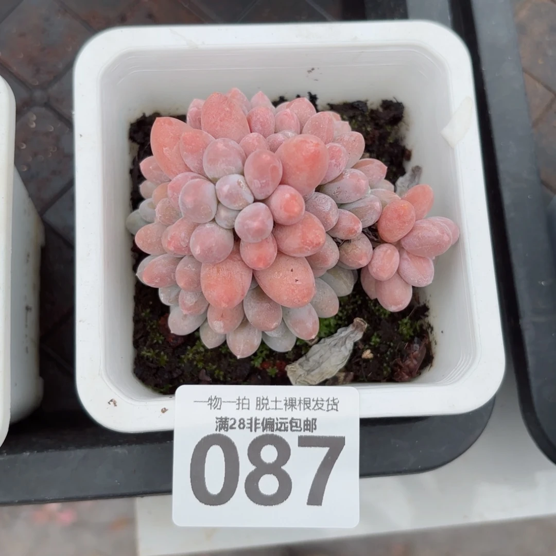 汤圆多肉无盆土发货