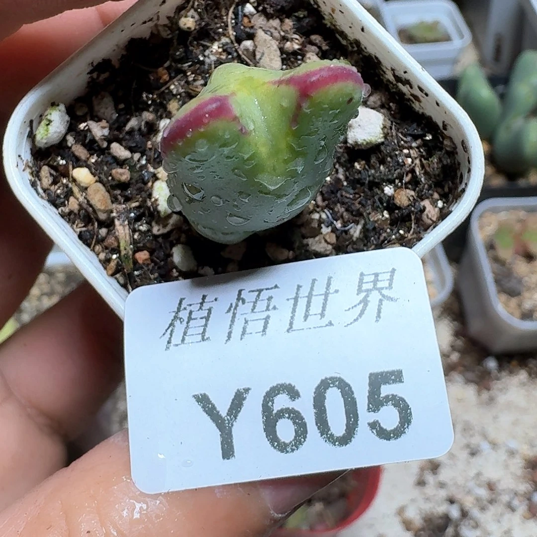 605盒多肉植物哇fv g